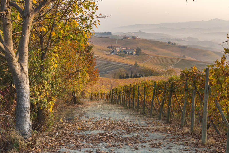 Weinreise, Reise-Erinnerung, Italien, Piemont